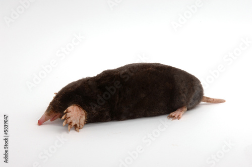 townsends mole full body left facing on white background