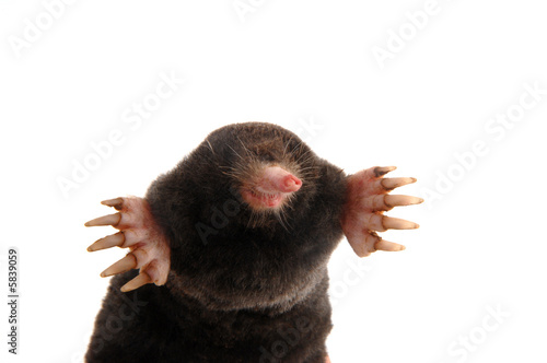 townsends mole front view slight angle 