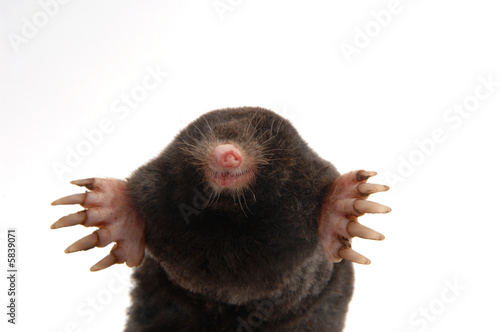 townsend's mole half body front view showing feet and claws photo