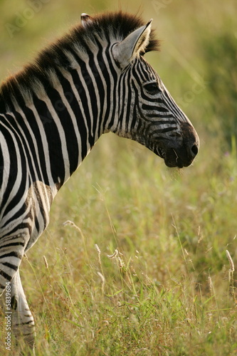 African Zebra