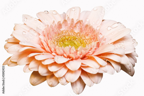 gerber daisy with droplets on petals