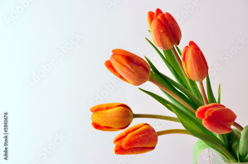 Tulpen Bl  te Fr  hling