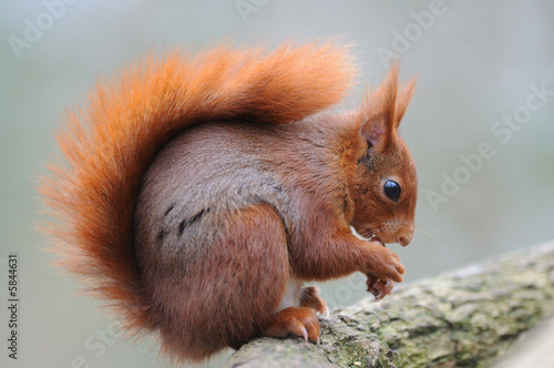 Fototapeta Red squirrel écureuil roux