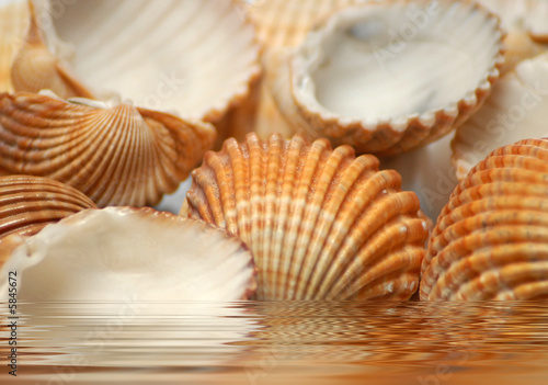 conchas