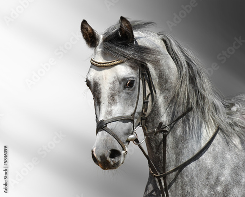 Portrait of dapple-grey arabian horse