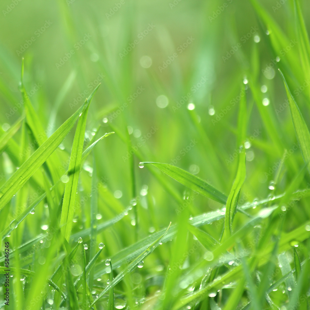 Drippy grass background, swallow depth of field Drippy grass background, swallow depth of field