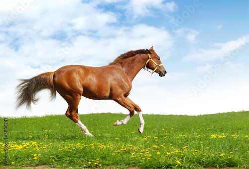 sorrel trakehner foal gallops - realistic photomontage