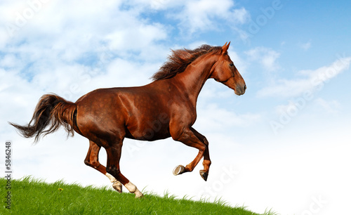 sorrel mare gallops - realistic photomontage