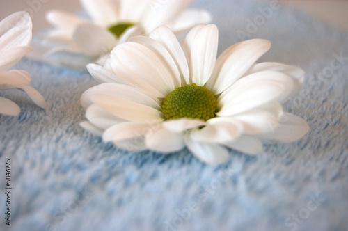 White Daisies