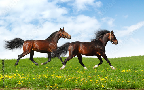 two stallions trot - realistic photomontage © Kseniya Abramova