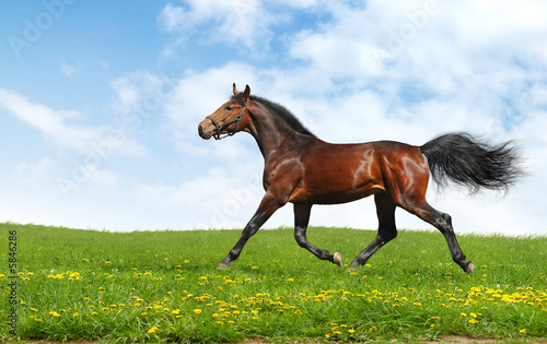 hanoverian horse trots - realistic photomontage