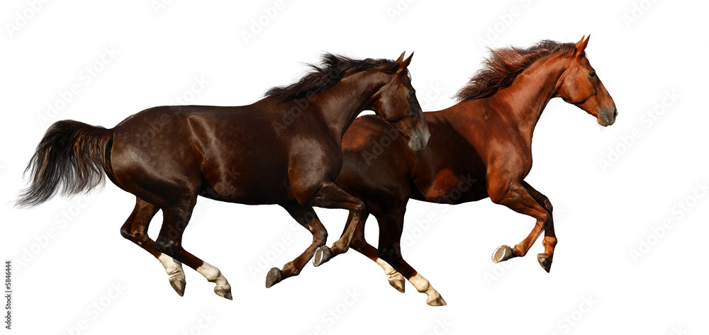 budenny horses gallop - isolated on white
