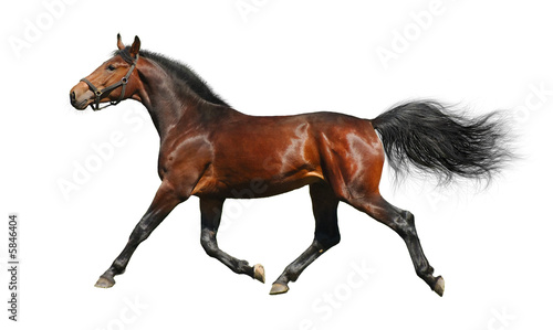 hanoverian stallion trots - isolated on white