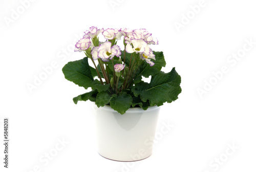 Wallpaper Mural potted primrose flowers isolated on white background Torontodigital.ca