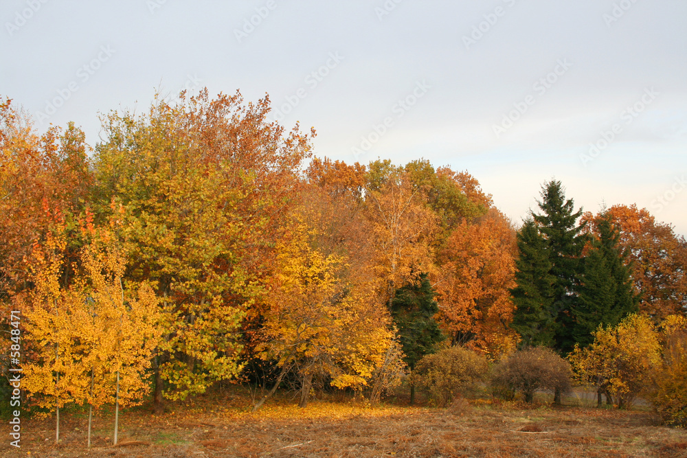 Forest at the autumn. Vivid colors