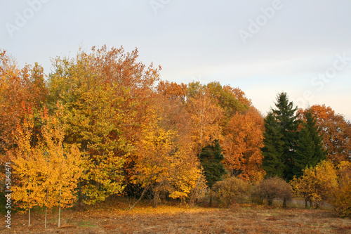 Forest at the autumn. Vivid colors