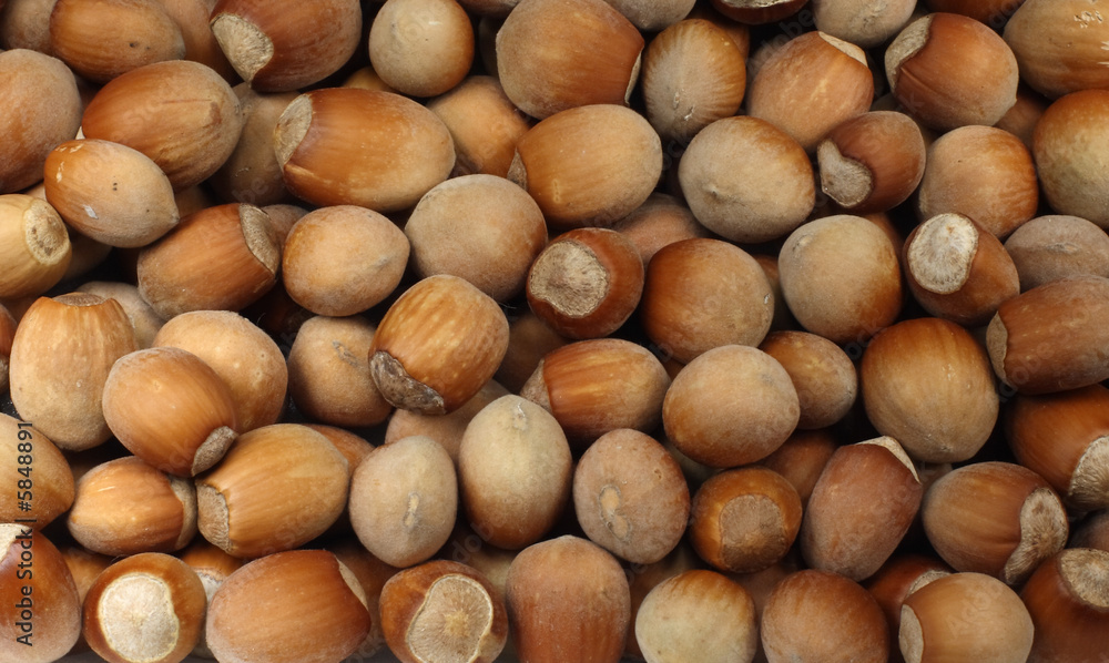Background from wood nuts ( macro ) Background from wood nuts ( macro )