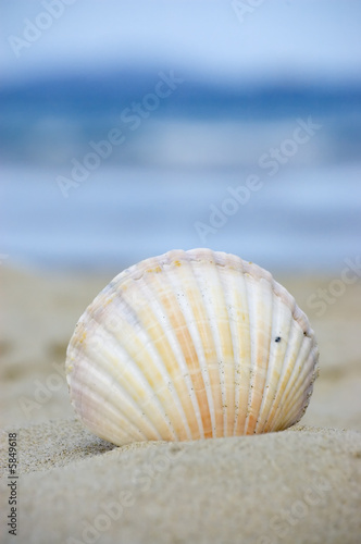Summer and vacation concept. Seashell at the beach. © Irina Yun