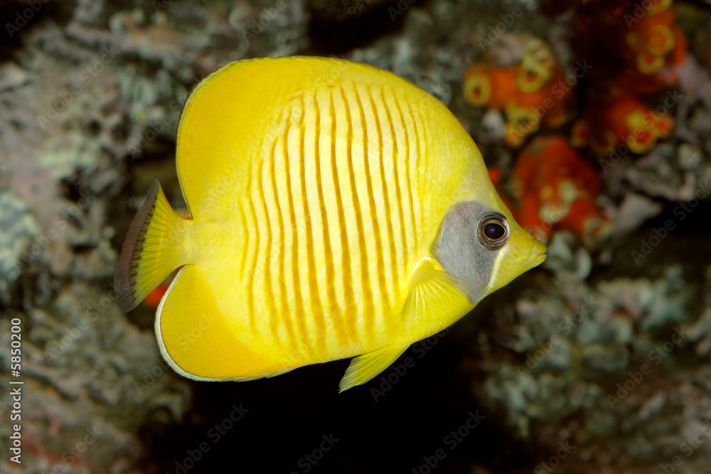 Yellow butterflyfish Yellow butterflyfish