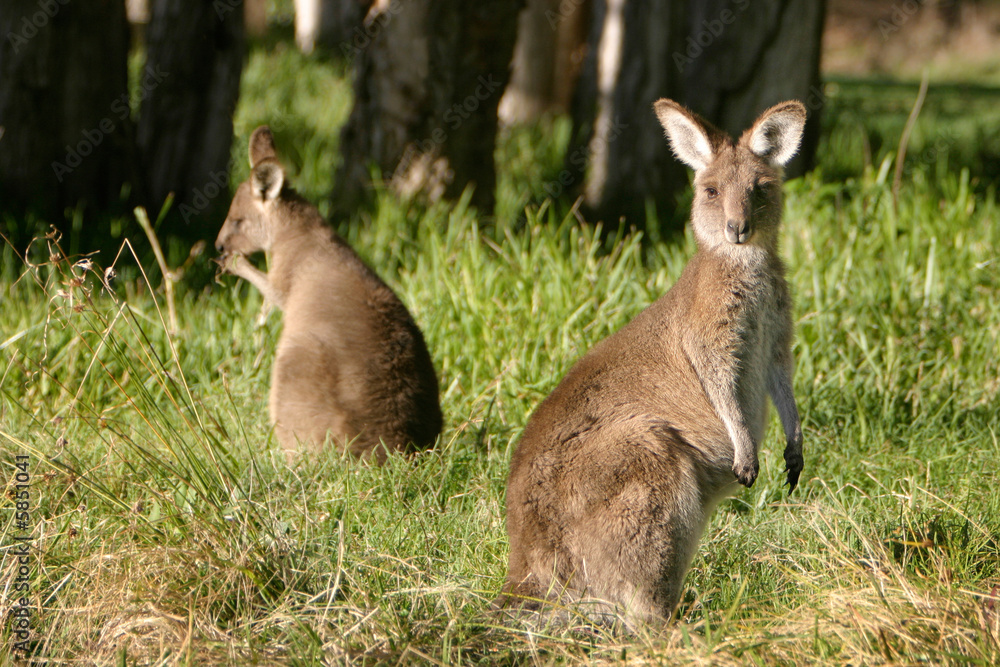 A curious baby kangaroo