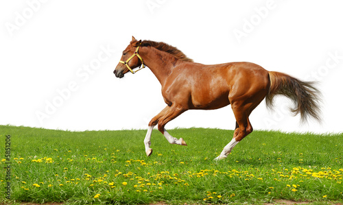 sorrel foal gallops - isolated on white