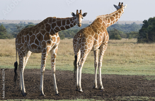 Two Giraffes