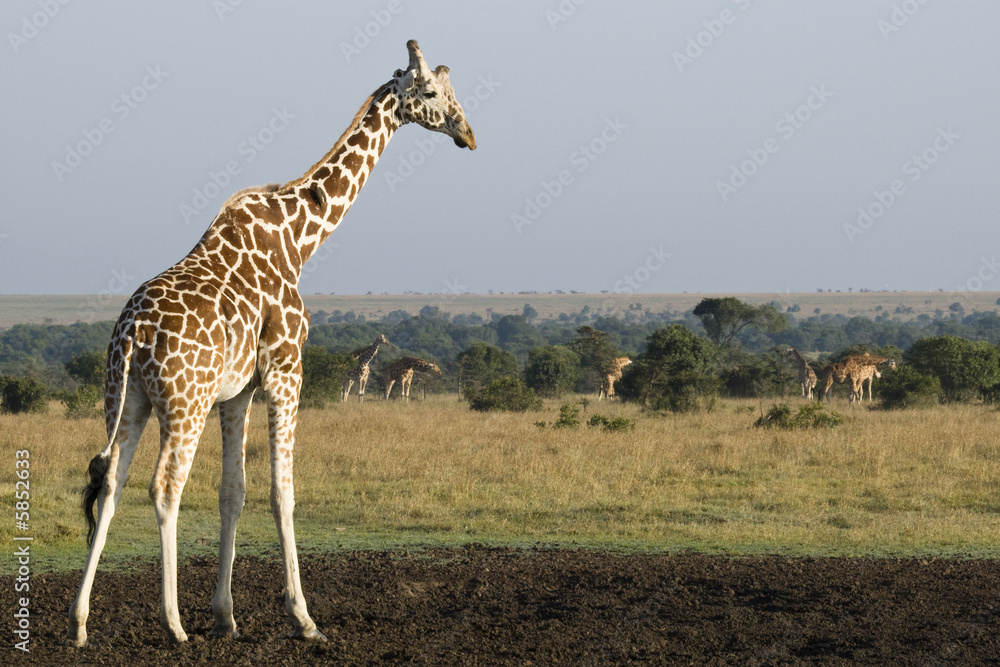 Fototapeta premium Giraffe Herd