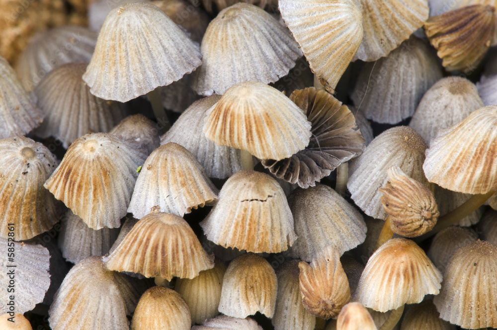 natural objects have varying shapes, sizes, textures and colors. natural objects have varying shapes, sizes, textures and colors.