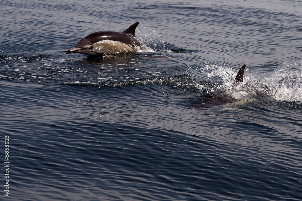 Obraz premium dolphins