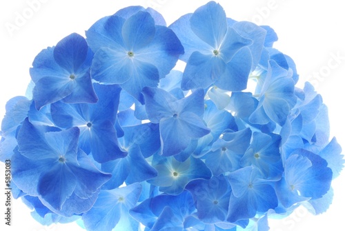 Vászonkép Close-up of soft pastel blue hortensia flower