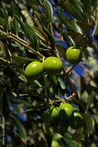 Olive 34