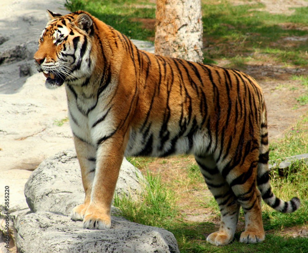 Fototapeta premium Tiger