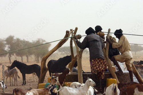 Puits (éleveur spuisant l'eau pour le bétail) Mali