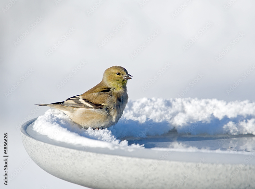 Obraz premium American Goldfinch on a heated birdbath