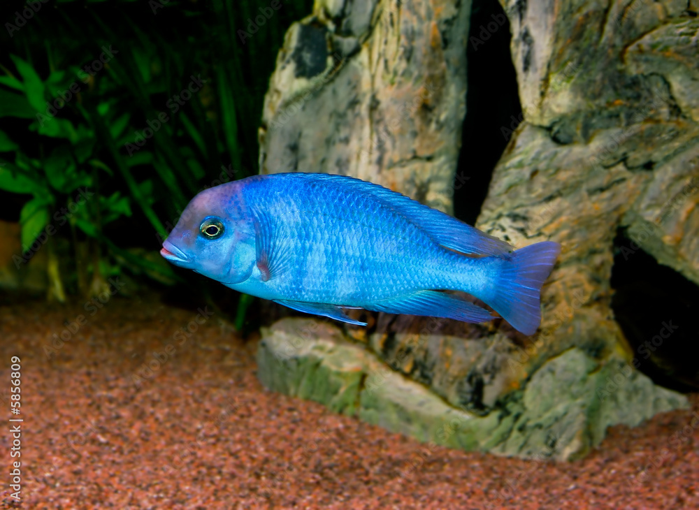 tropical fish