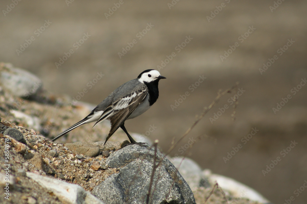 Obraz premium motacilla alba