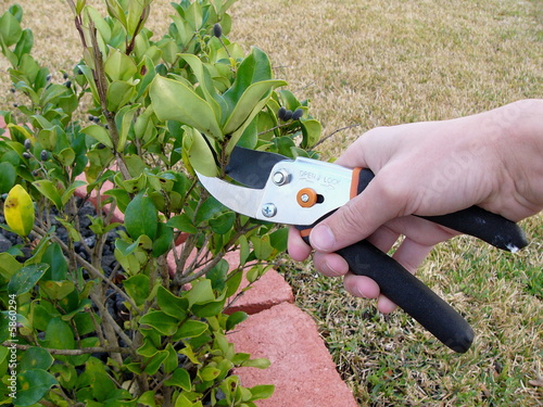 Pruning in the Garden