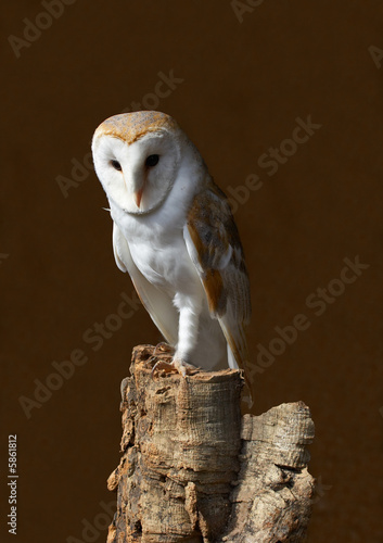 Barn Owl