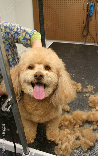 Pet Grooming