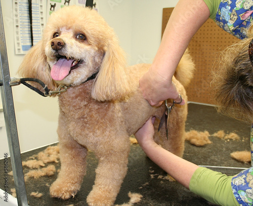 Dog Care