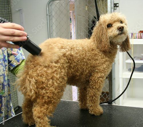 Dog Grooming