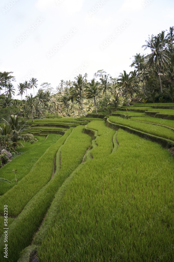 ubud rice terraces ubud rice terraces