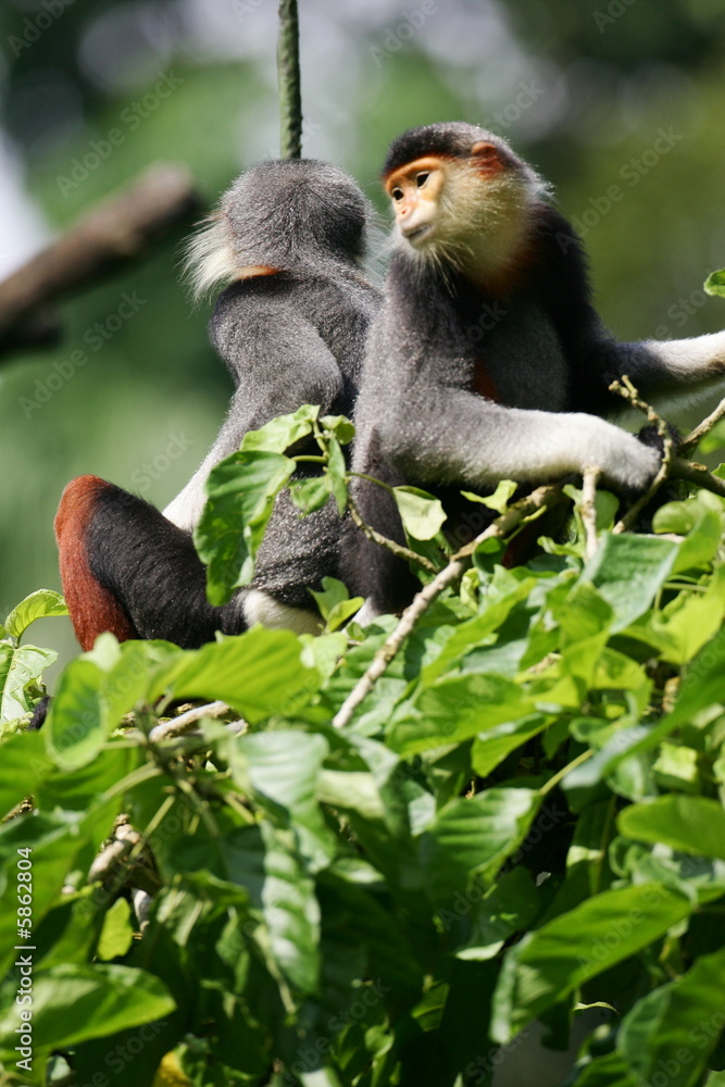 Fototapeta premium Douc Langurs