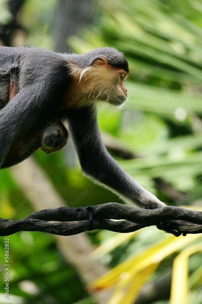 Naklejka premium Douc Langurs