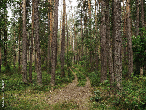 in pine forest ground road © Vadzim Kandratsenkau