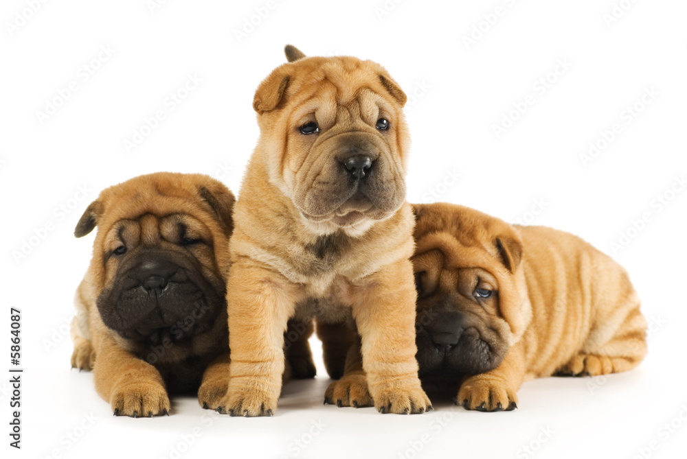 Group of sharpei puppies isolated on white background 