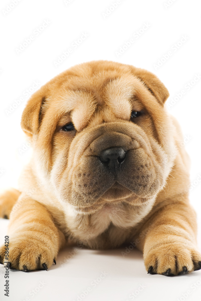Funny sharpei puppy isolated on white background Funny sharpei puppy isolated on white background