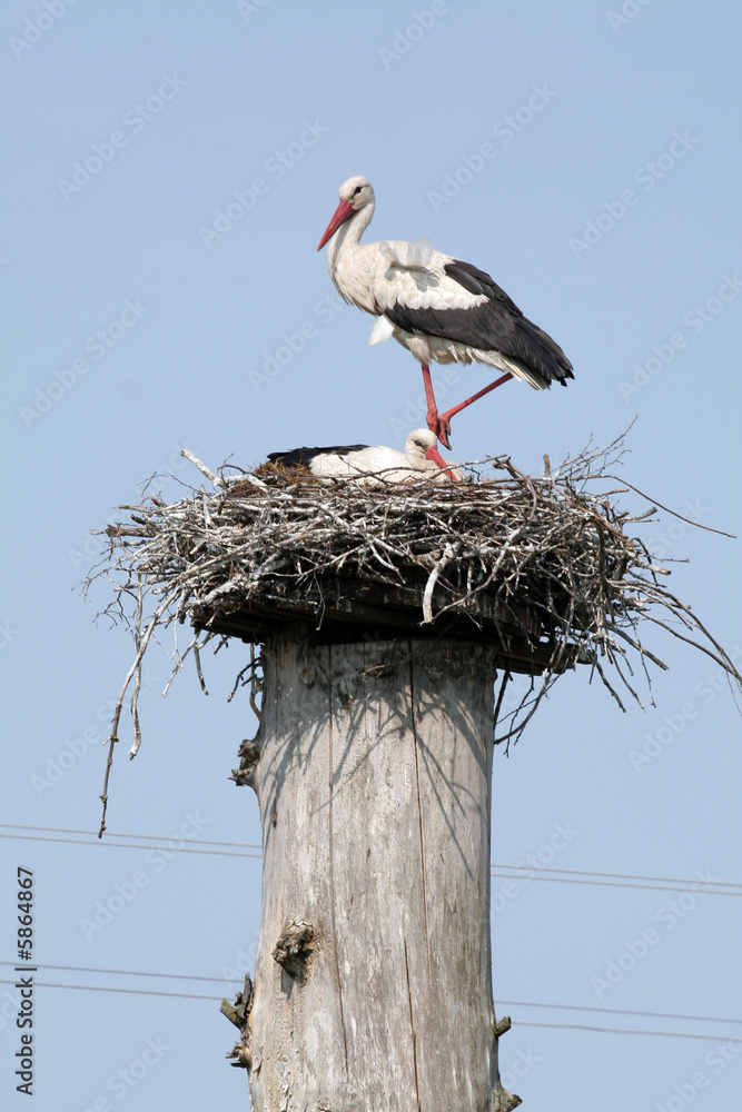 Fototapeta premium A couple of storks in their nest