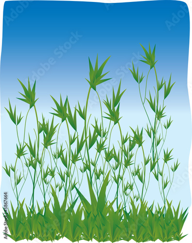 Plantes aromatiques