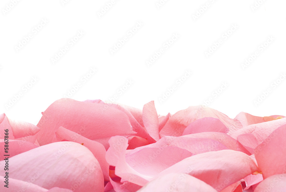 Beautiful soft petals of rose on white Beautiful soft petals of rose on white